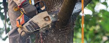 Trusted East Northport, NY Tree Care Experts