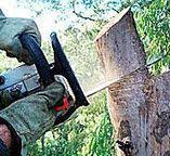 Best Commercial Tree Services  in East Northport, NY