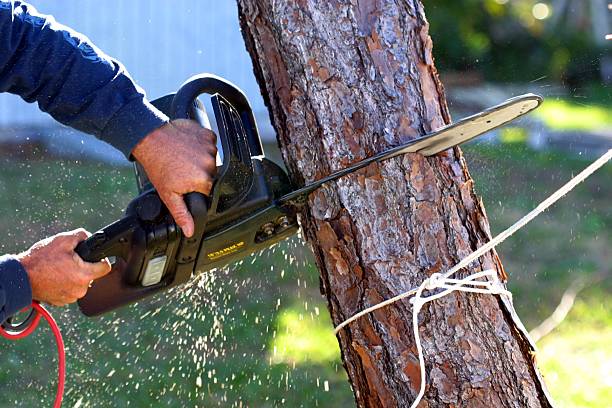 Best Palm Tree Trimming  in East Northport, NY