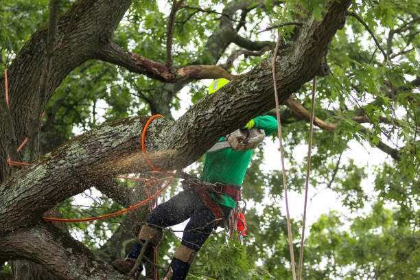 Best Tree Maintenance Programs  in East Northport, NY
