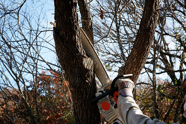 Best Lawn Pest Prevention  in East Northport, NY