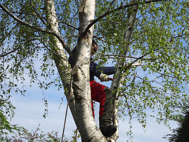 Best Root Management and Removal  in East Northport, NY
