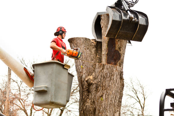 How Our Tree Care Process Works  in  East Northport, NY