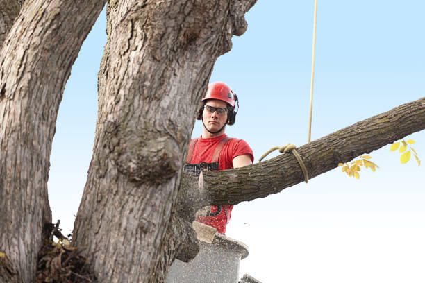 Best Tree Disease Treatment  in East Northport, NY